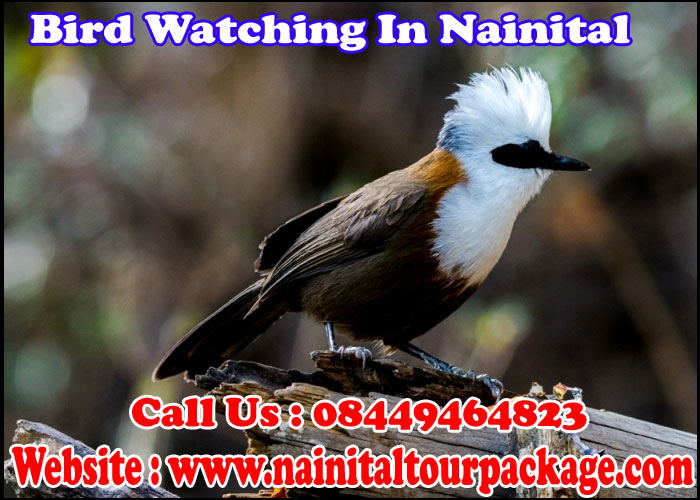 Bird Watching In Nainital