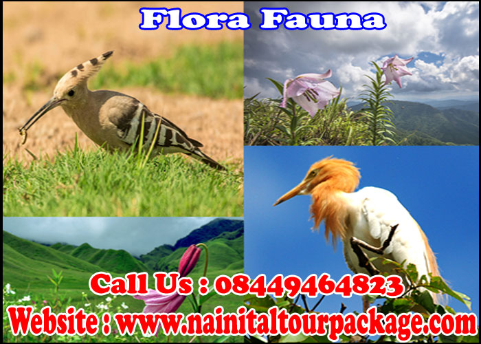 Flora Fauna