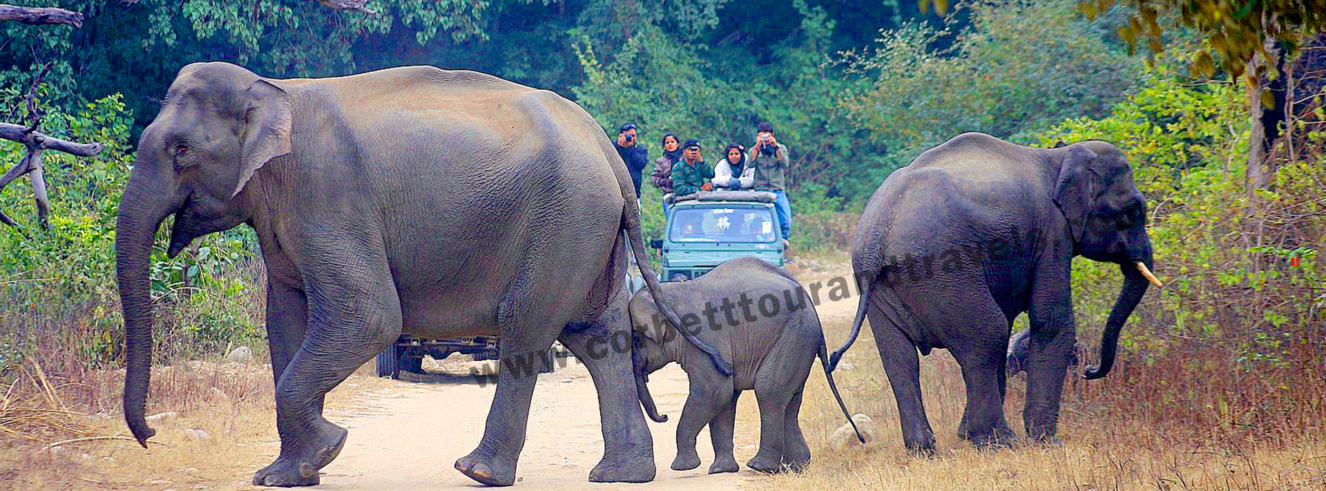 Corbett Jeep Safari Banner