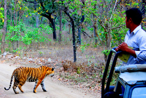 Jeep Safari Images