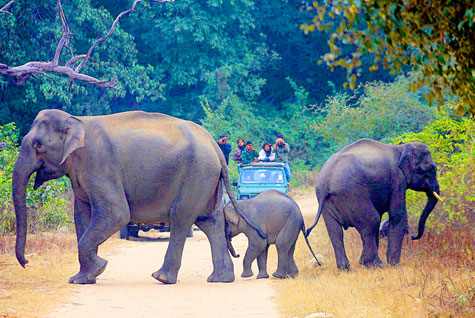 Jeep Safari Images