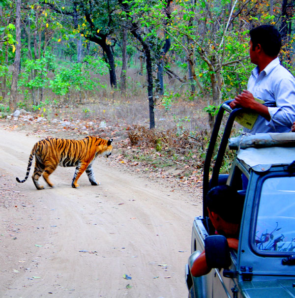 Tiger Sighting at Jeep Safari time